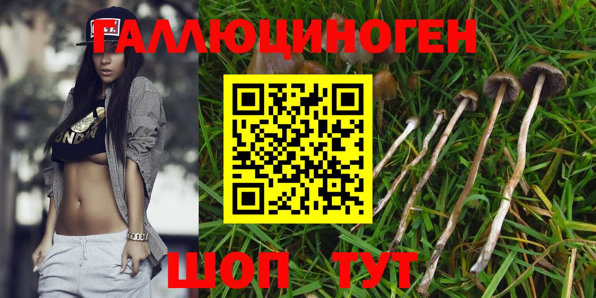 Топки  Псилоцибиновые грибы Psilocybe  Вход с VPN 